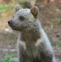 Finland Bear