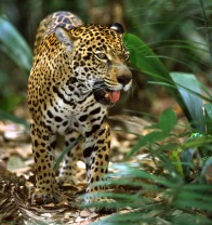 Brazil wildlife tours - jaguar