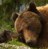 Knight Inlet Bear Canada