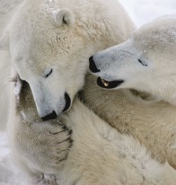 Polar bears embrace in Arctic Canada - Photo by Eric Rock