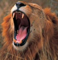 Lion in Ruaha, Tanzania