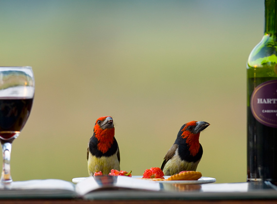Kwando Lagoon Camp - Botswana