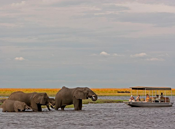 Game Viewing on the Chobe River