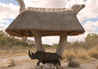 Edo's Camp