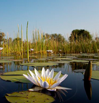 Water Lily in a Okavango waterway