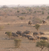 Horse Riding in Mashatu Game Reserve