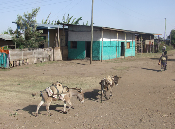 Pack Donkeys Southern Ethiopia
