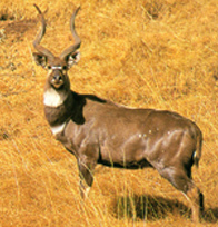 Mountain Nyala