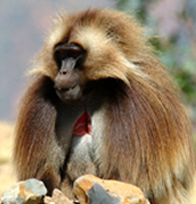 Gelada Baboon 