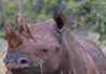 Lewa Safari Camp