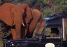 Samburu Intrepids