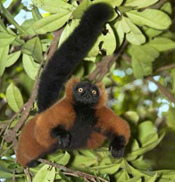 Lemur