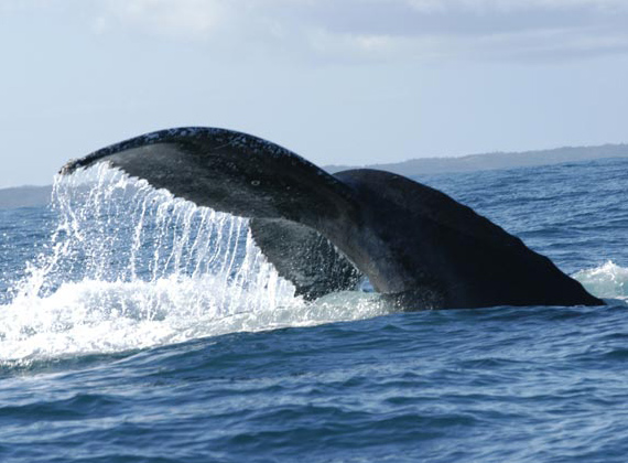 Whale Season