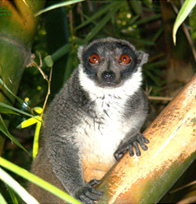 Lemur Park near Antananarivo