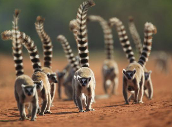 Ring-Tailed Lemur Family