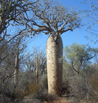 Baobab Avenue