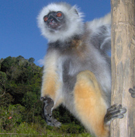 Lemur - Madagascar