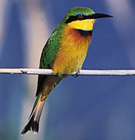 Birding is amazing in the Caprivi
