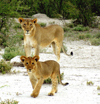 Loin and cub at Etosha National Park