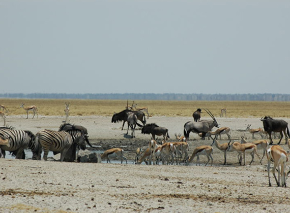 Etosha National Park