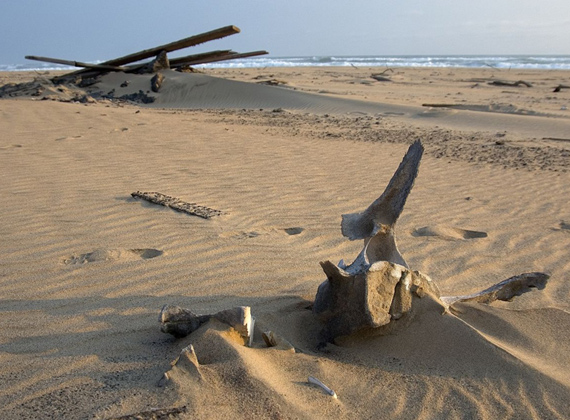 Skeleton Coast by Dana Allen