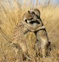 Meerkats in the Central Kalahari