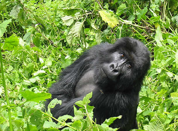 Gorilla - Rwanda