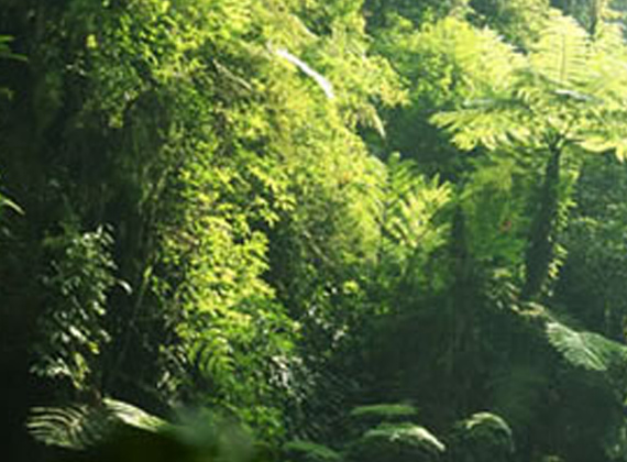 Nyungwe National Park