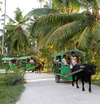 Ox Cart Taxis - La Digue Island - Seychelles