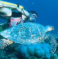 Sea Turtle