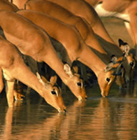 Impala