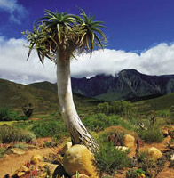 southafrica_northerncape_fat