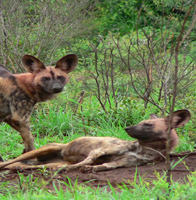 African Wild Dods