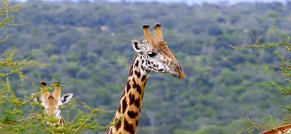 akagera rwanda primate safari