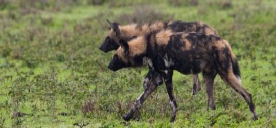 Serian Maswa Serengeti