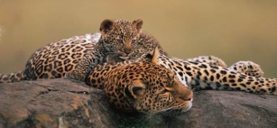 Ngare Serian Maasai Mara