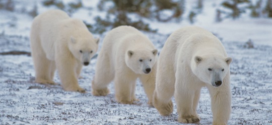 Polar bear trio in Arctic Canada - Photo by Steve Morello