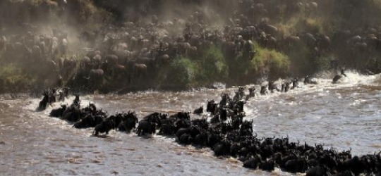 Serian Serengeti North