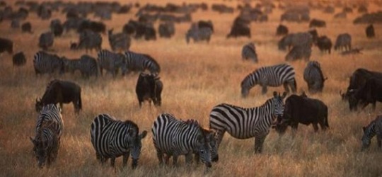Serian Serengeti North