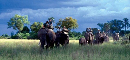 Abu Camp elephants Okavango Botswana