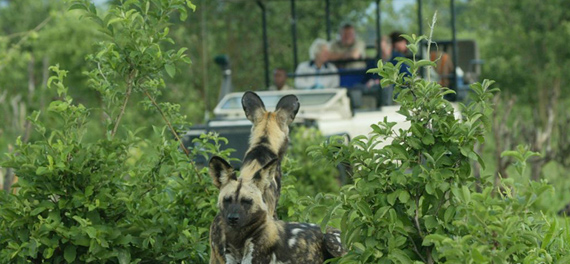 Duma Tau - Game Drive