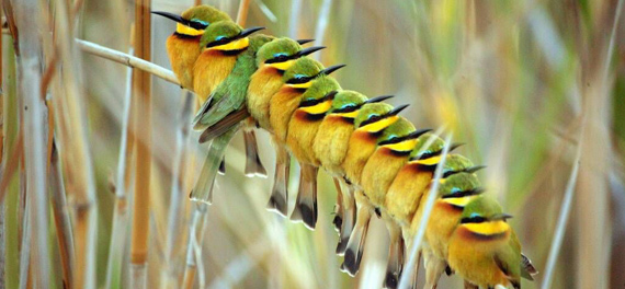 Little Vumbura - Birding