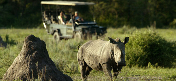 Mombo Camp - Game Drive