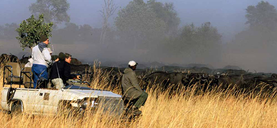 Kwando Lebala Camp - Game Drive