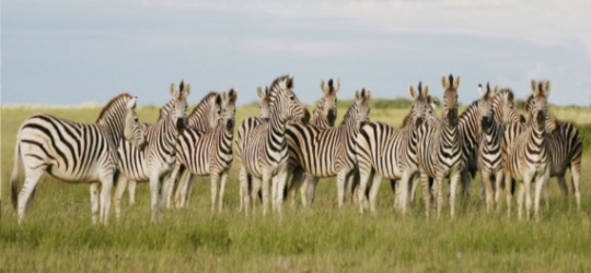 Camp Kalahari Botswana