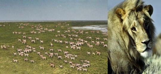 Camp Kalahari Botswana