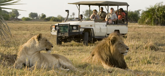 Game Drive, Chief's Camp