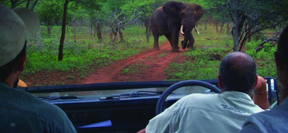 Game Drive