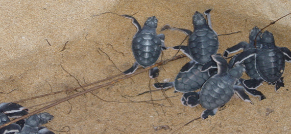 Peponi Hotel - Turtle Hatchlings