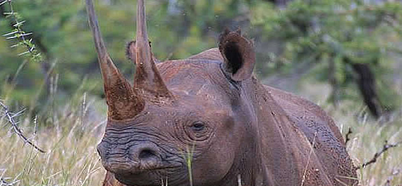 Lewa Safari Camp - Rhino